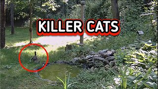 KILLER CATS