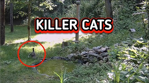 KILLER CATS