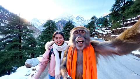 monkey vlogging in Kashmir