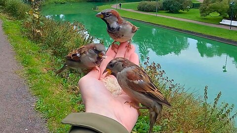 Hand Feeding House Sparrows High Above the Moat Pond