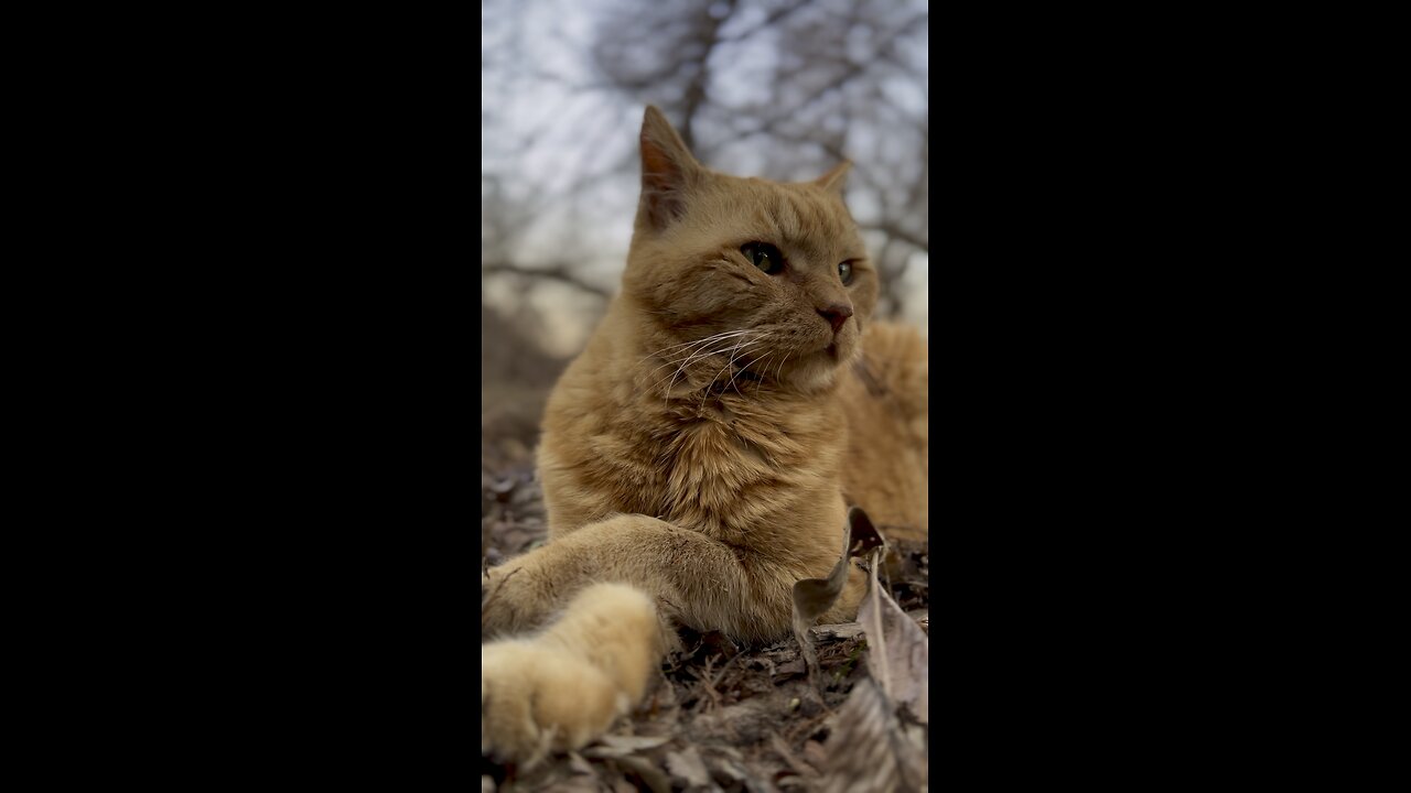 photogenic