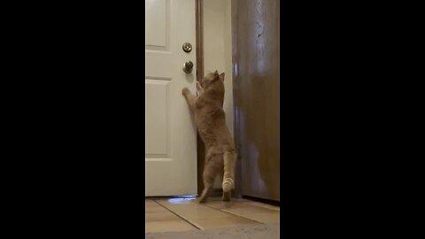 Let me out !!!