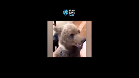 Pets Return with Amazing New Friends from Abroad — Owners Are Speechless!