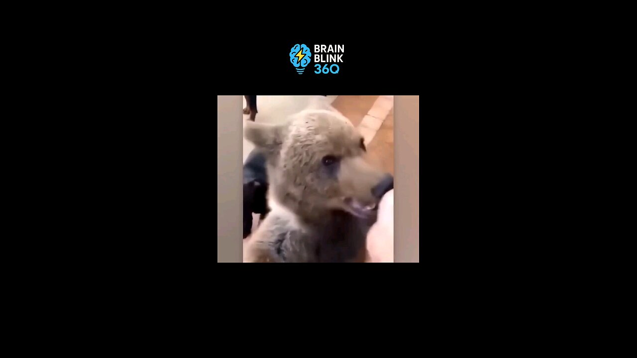 Pets Return with Amazing New Friends from Abroad — Owners Are Speechless!