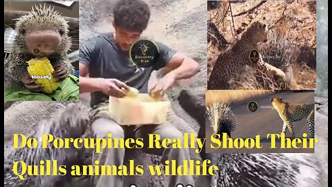 Do Porcupines Really Shoot Their Quills animals wildlife