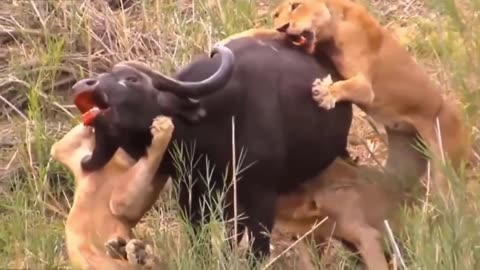 Most amazing moments of wild animals