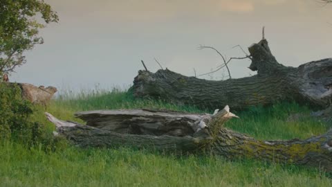 Discipleship and the Bread of Life