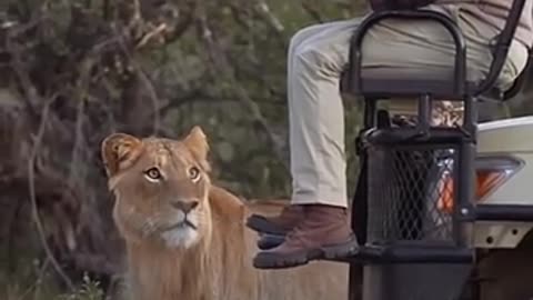 Incredible: what can you do.#safari #lion #Africa #guide