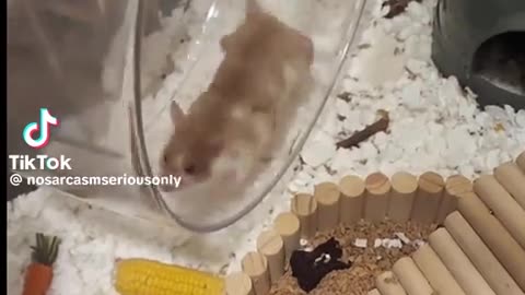 😂🐶 The Cutest Fail You'll See All Day! | FunFM