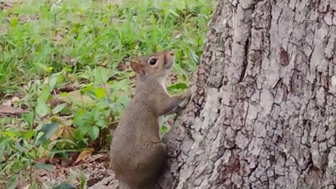 Squirrel peeping on me