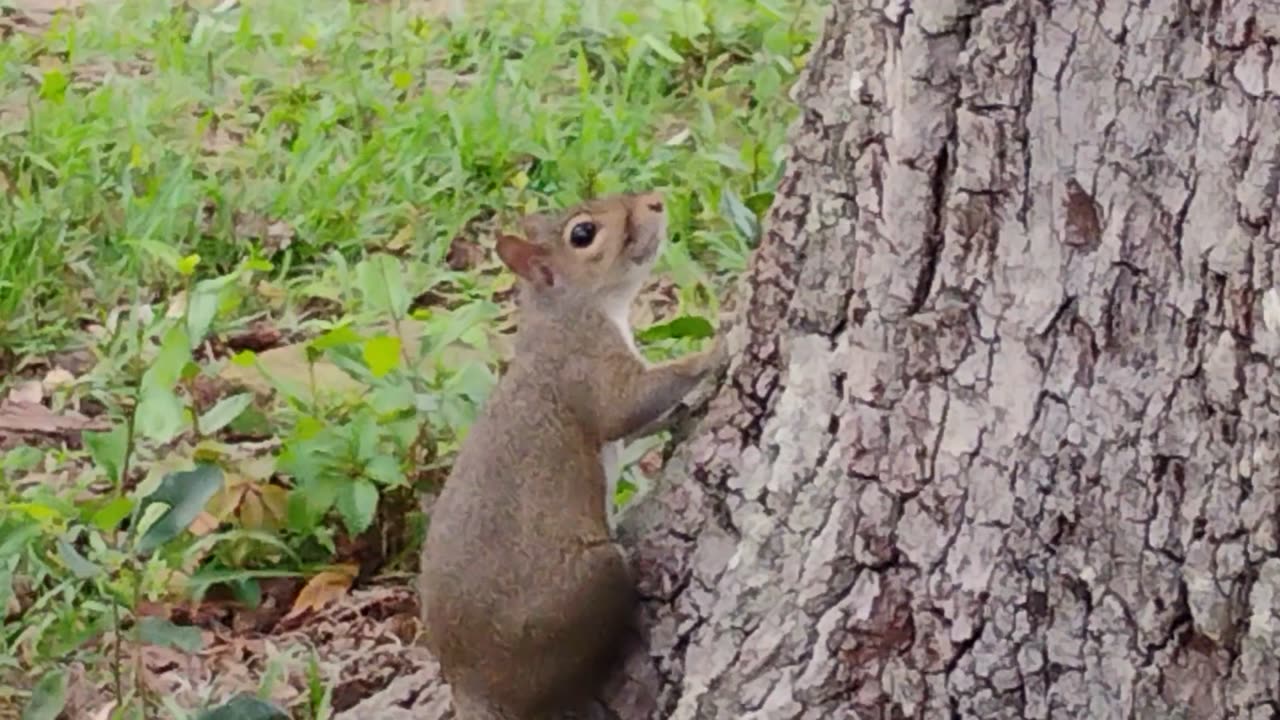 Squirrel peeping on me