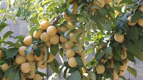 Abundance of fruits