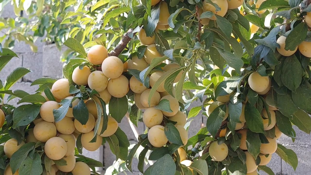 Abundance of fruits