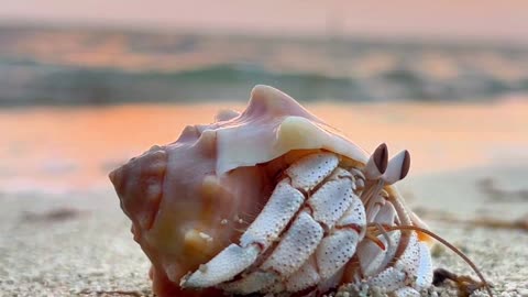 Exit Stage Left: Crab Said "I'm Out"! 🦀😎✌️| Sounds of Nature