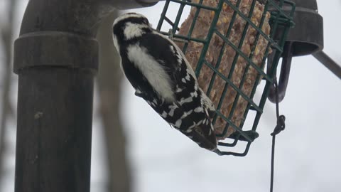 Downy Woodpecker