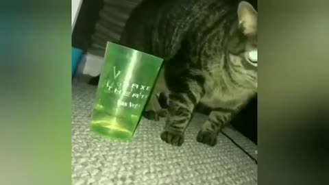 Funniest Animal Videos Ever Part 2