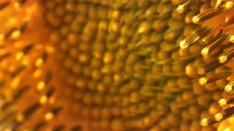 🐝🧠 Bees Can Do Math! Nature’s Tiny Mathematicians at Work! ➕➖