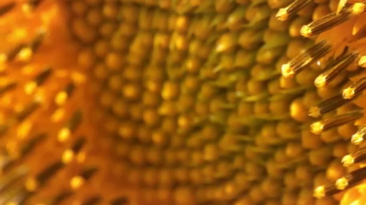 🐝🧠 Bees Can Do Math! Nature’s Tiny Mathematicians at Work! ➕➖