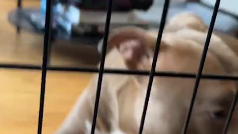 Revenge on My Dog Stealing My Chicken Nuggets