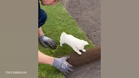 Top FUNNY PUPPIES That’ll Instantly Make Your Day Better!