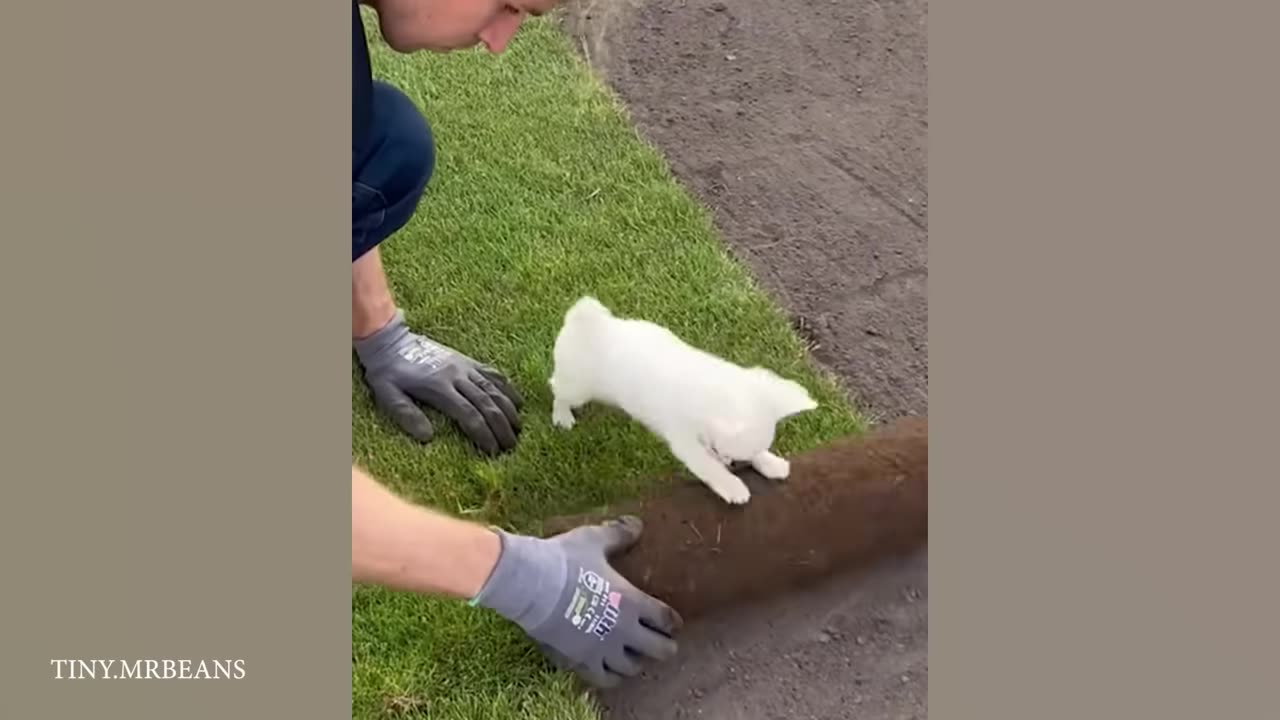 Top FUNNY PUPPIES That’ll Instantly Make Your Day Better!