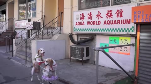 Dogs' Epic Shopping Cart Voyage_ Funny Dogs video