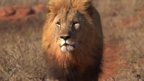 Why do lions roar?