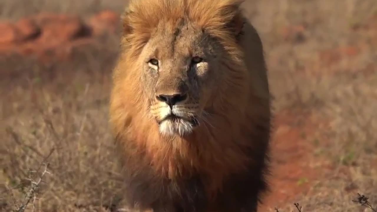 Why do lions roar?