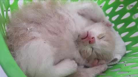 Unbothered Sleeping Kitten | CUTE OVERLOAD