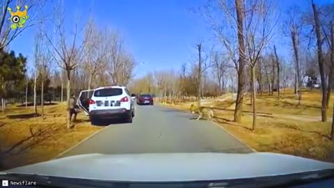 Wild animal attacks#
