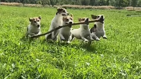 A run with a companion! 🚀 My Russells and their trophy log! Log Olympics are officially open! 🏃‍♂️💨