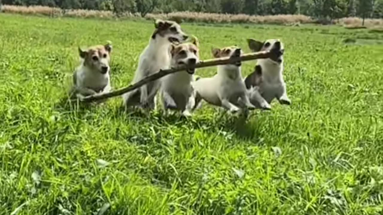 A run with a companion! 🚀 My Russells and their trophy log! Log Olympics are officially open! 🏃‍♂️💨