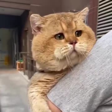 Garfield in real life..