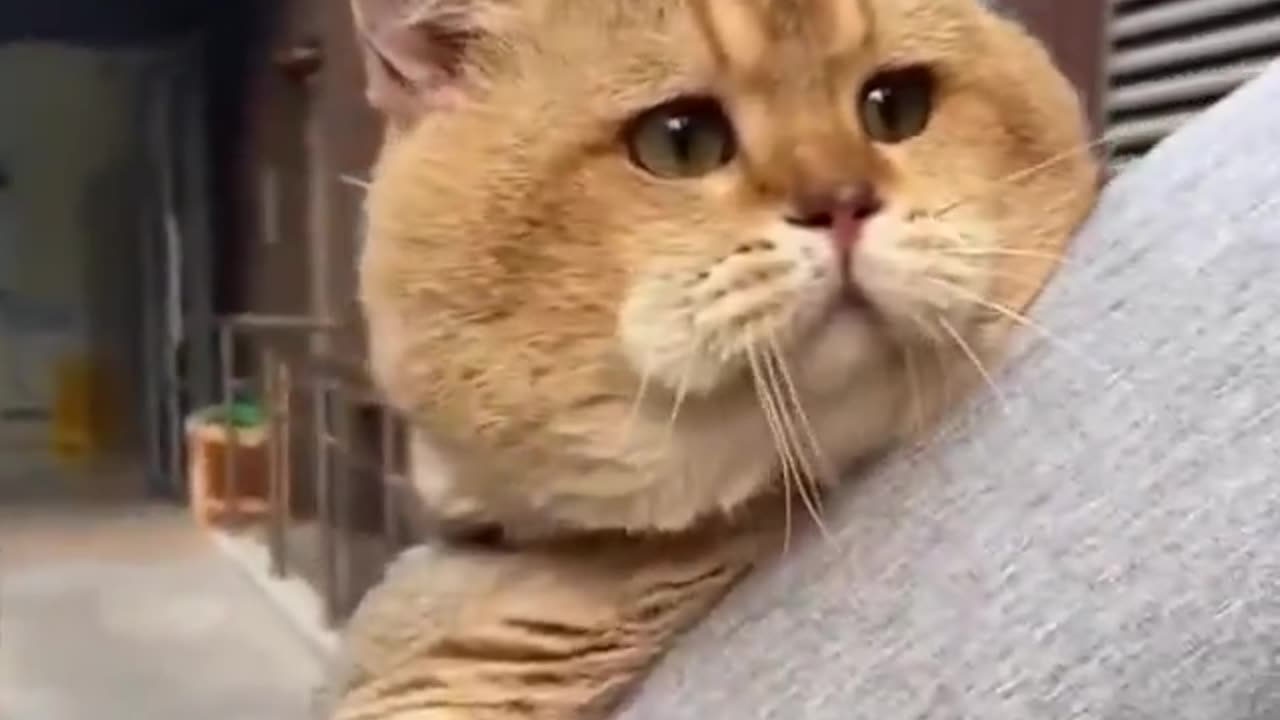 Garfield in real life..