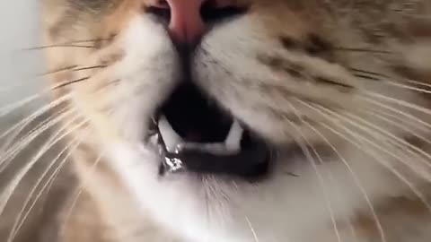 Kitten meowing to attract cats