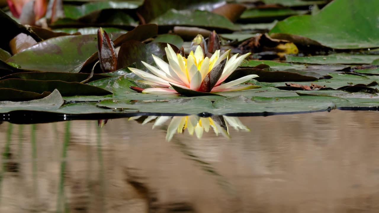 Beautiful flower