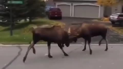 Moose disagreement