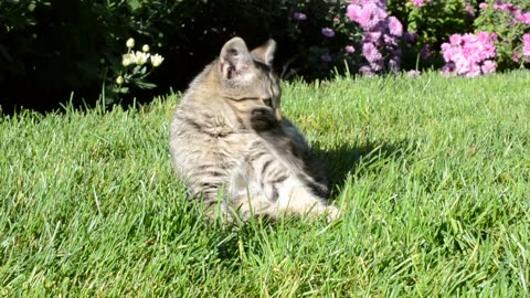 Kitten laying in a garden