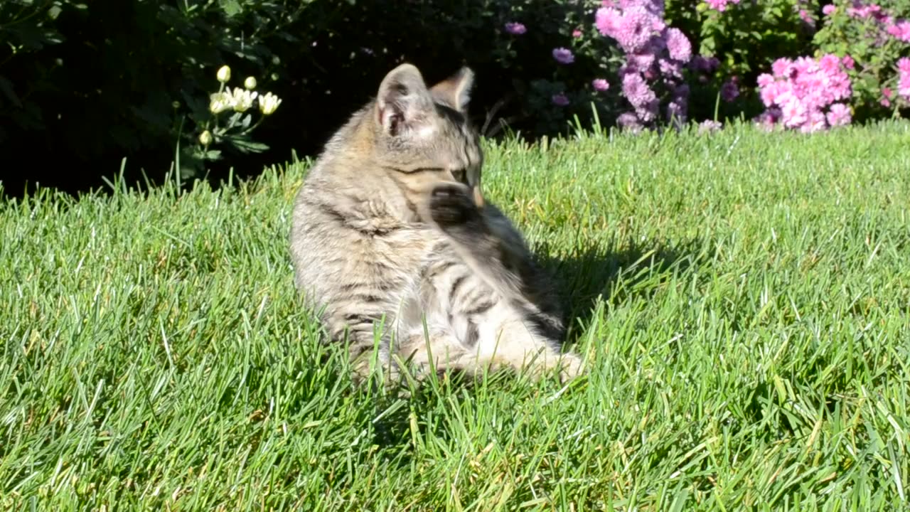 Kitten laying in a garden