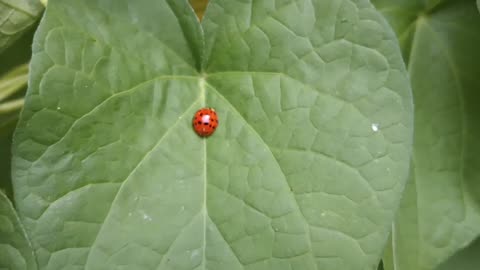 Ladybug