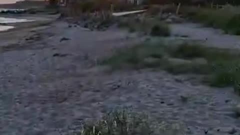 På stranden. Löderups Strandbad. Live 29 Juli 2025