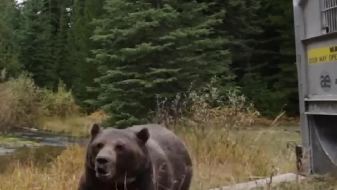funny animals compilations