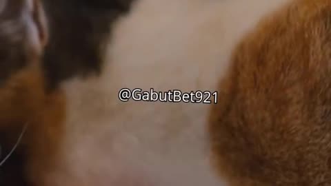 funny cat