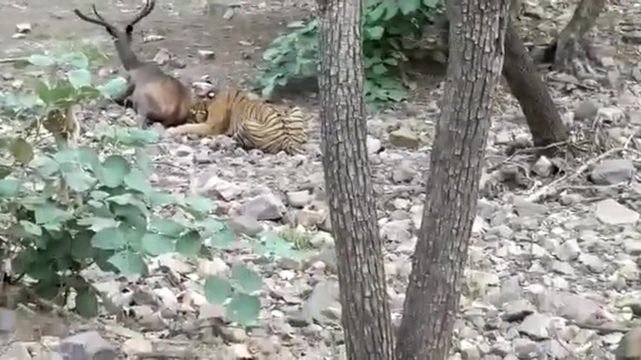 Tiger Vs Sambar Deer