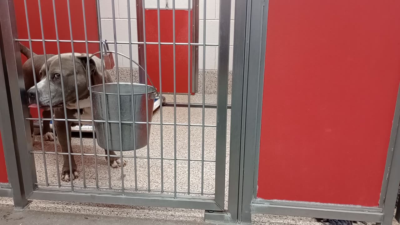 Cleo 8y A769023 kennel 73 pod 3 PACC shelter loves doggie walks 3-30-2025_547