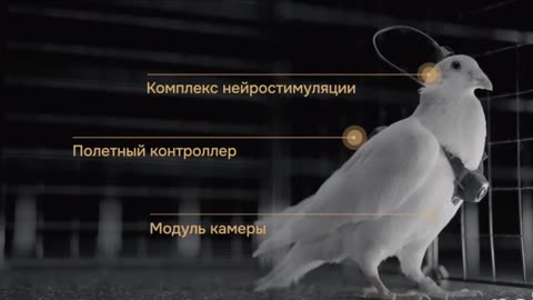 Biologic Birds Controled and Used for Surveilance.(I dont't know could be fake)