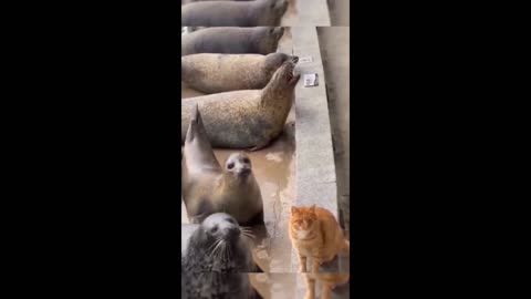 Funny videos 😂