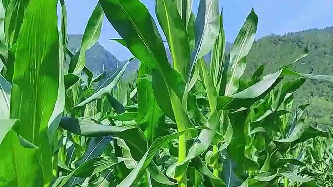 दर्द छुपाना सिको
