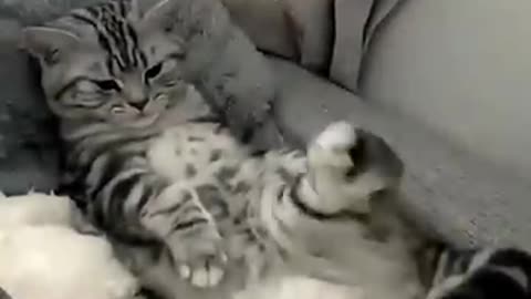 Cat with Special mindset