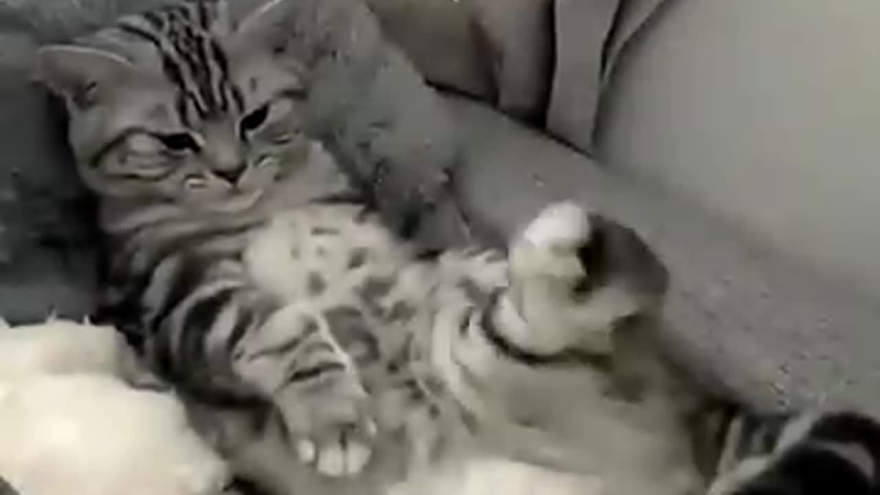 Cat with Special mindset
